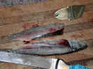 Cut_Bait_015.jpg (51515 bytes)